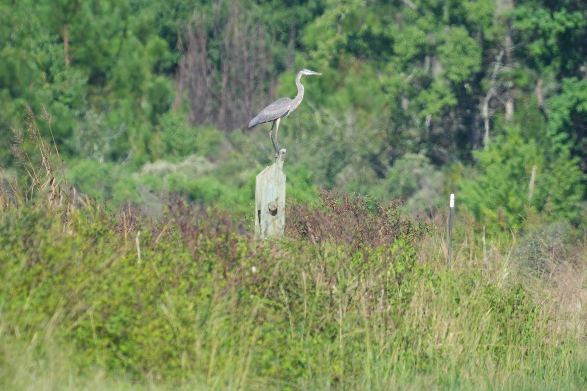 Great Blue Heron - ML643519852