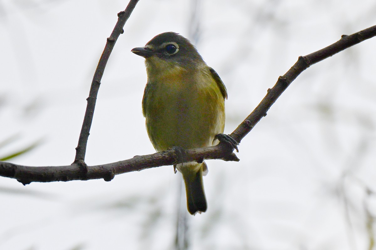 Blue-headed Vireo - ML643519858