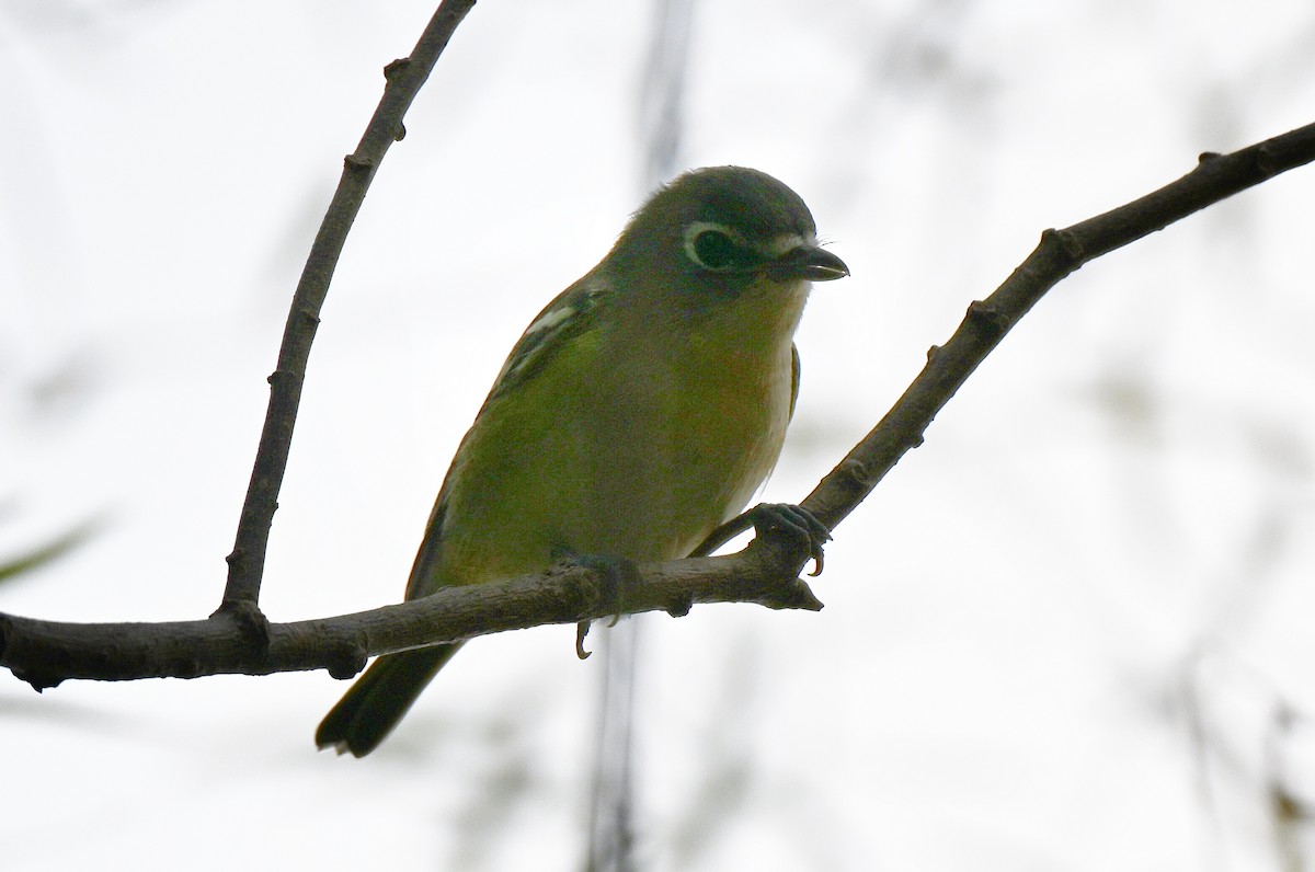 Blue-headed Vireo - ML643519859
