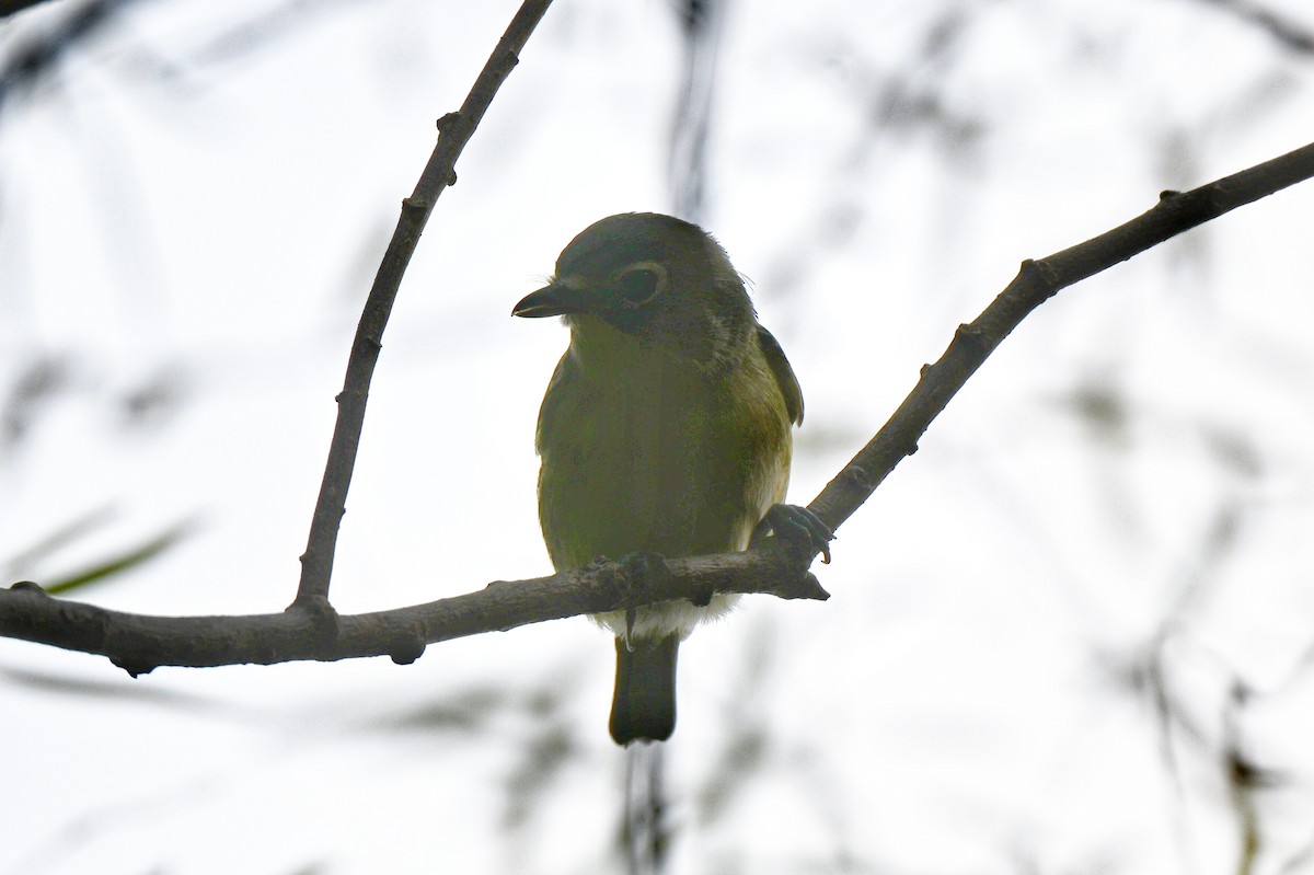 Blue-headed Vireo - ML643519860