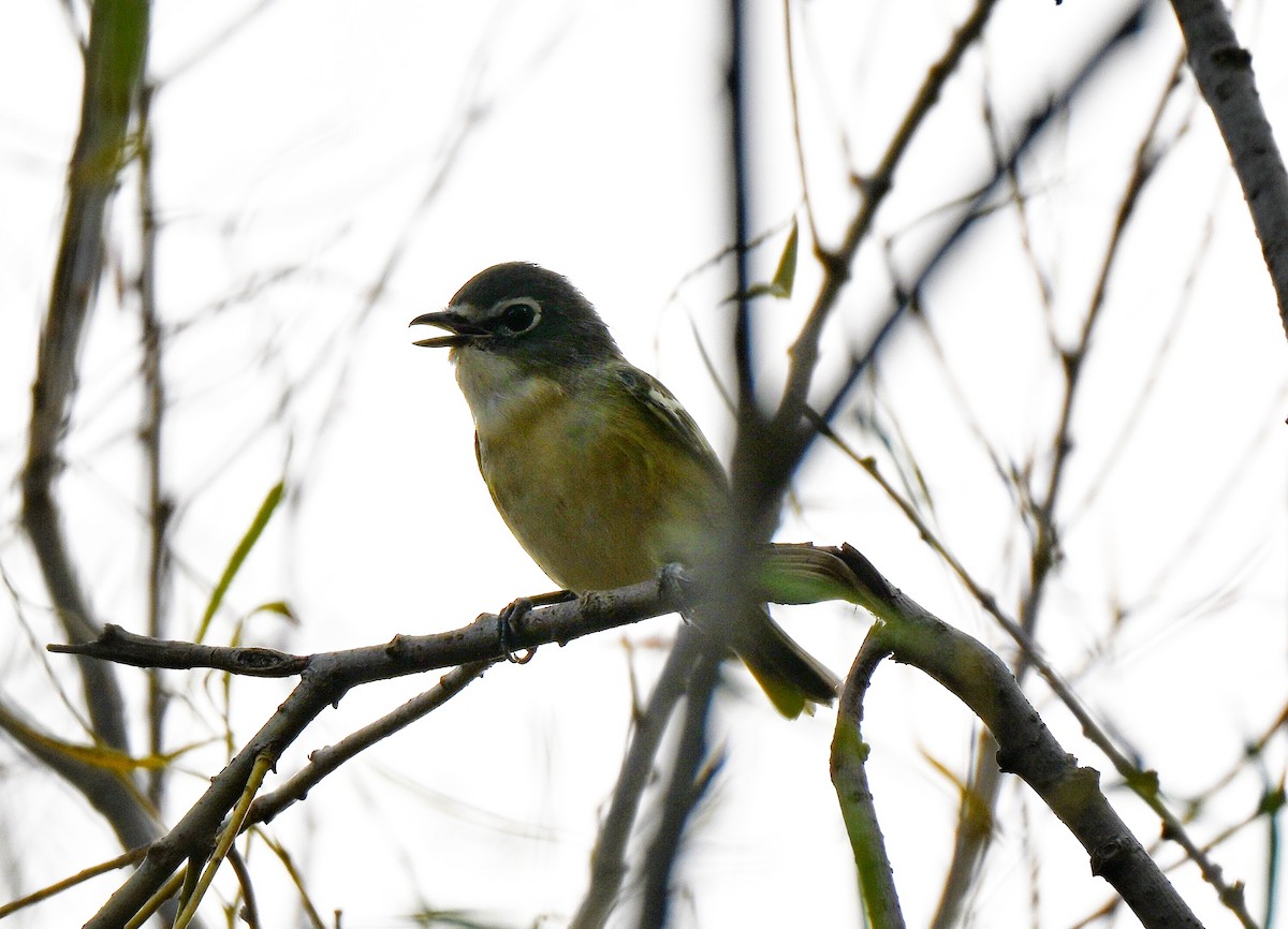 Blue-headed Vireo - ML643519861