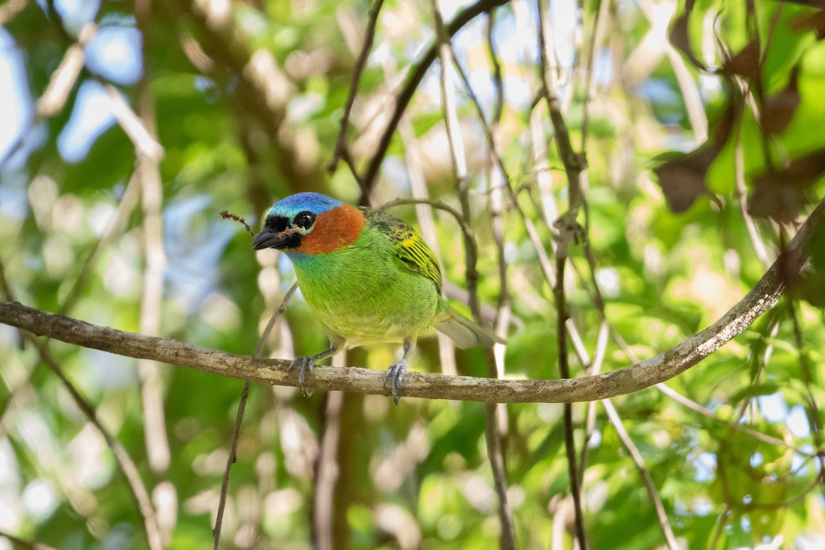 Red-necked Tanager - ML643519867