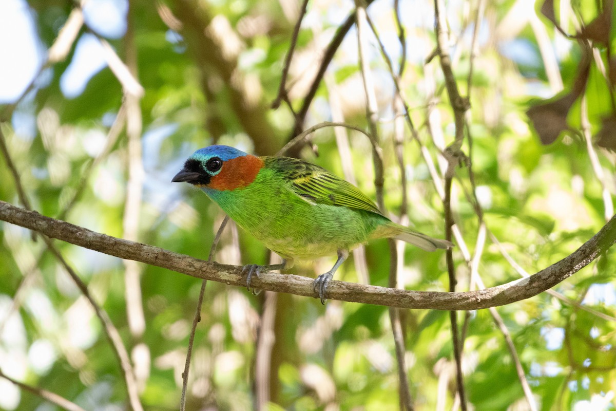 Red-necked Tanager - ML643519868