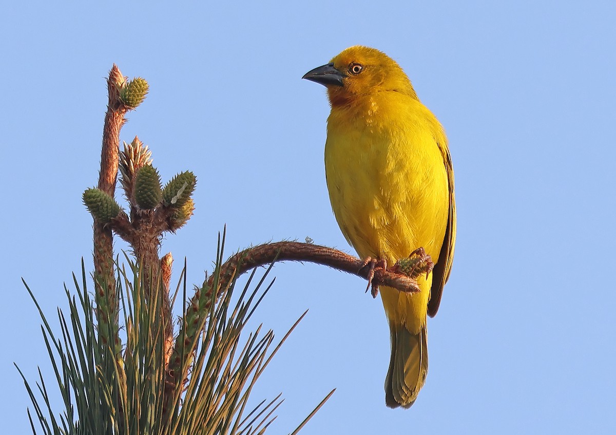 Holub's Golden-Weaver - ML643519875