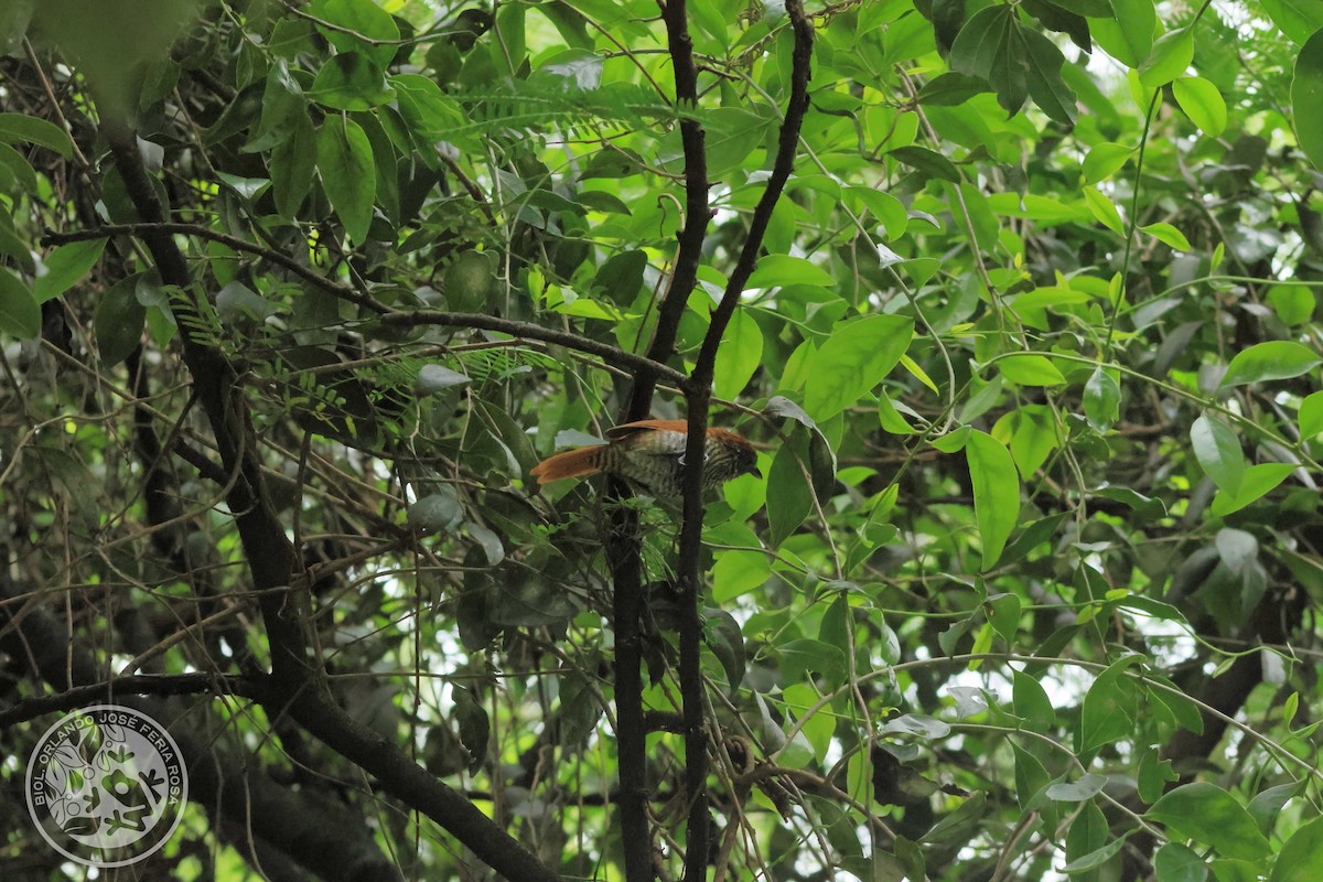 Bar-crested Antshrike - ML643519877