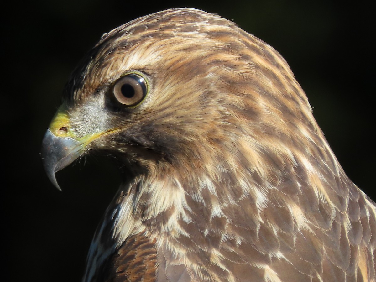 Red-shouldered Hawk - ML643519879
