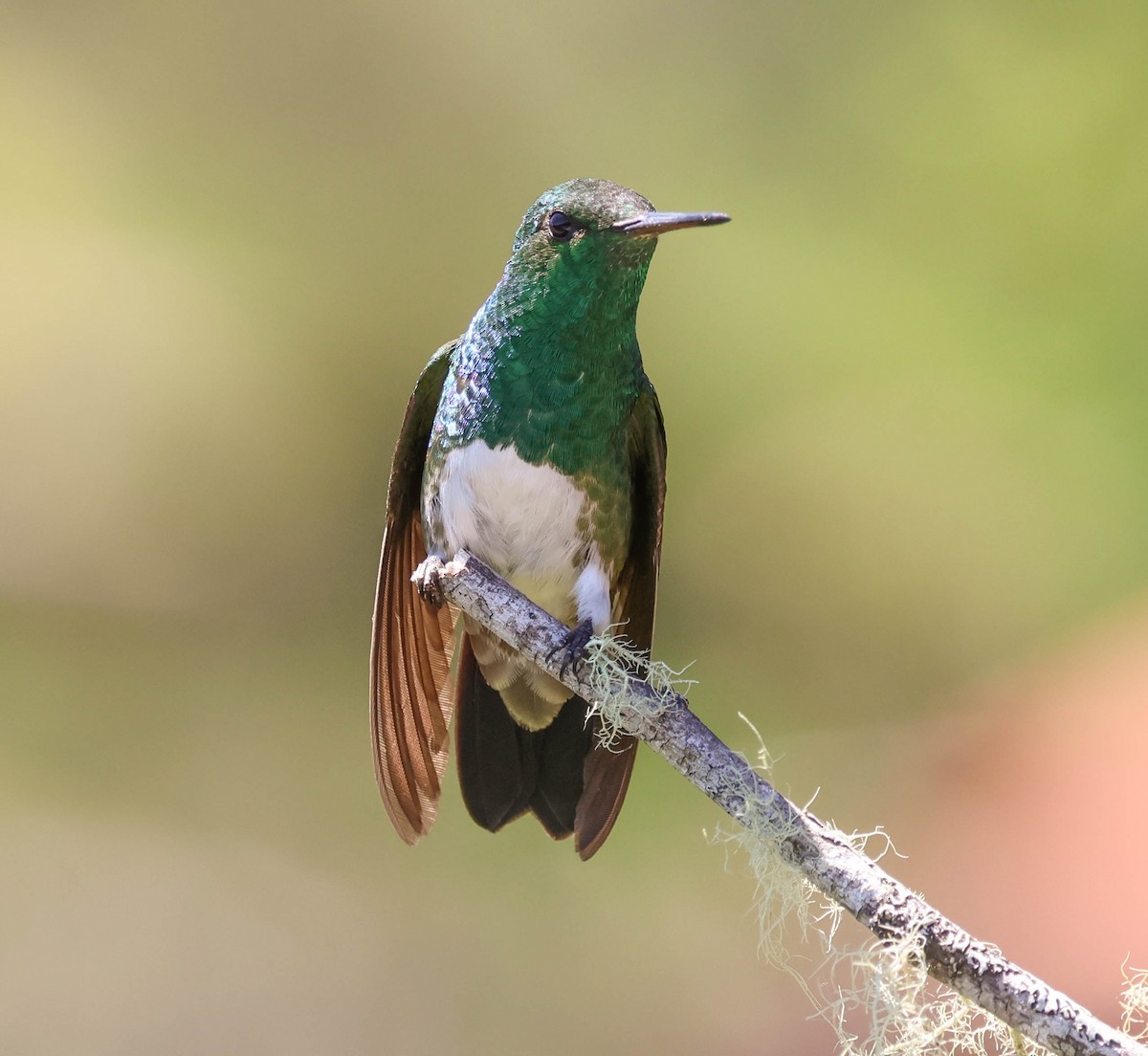 Snowy-bellied Hummingbird - ML643519882