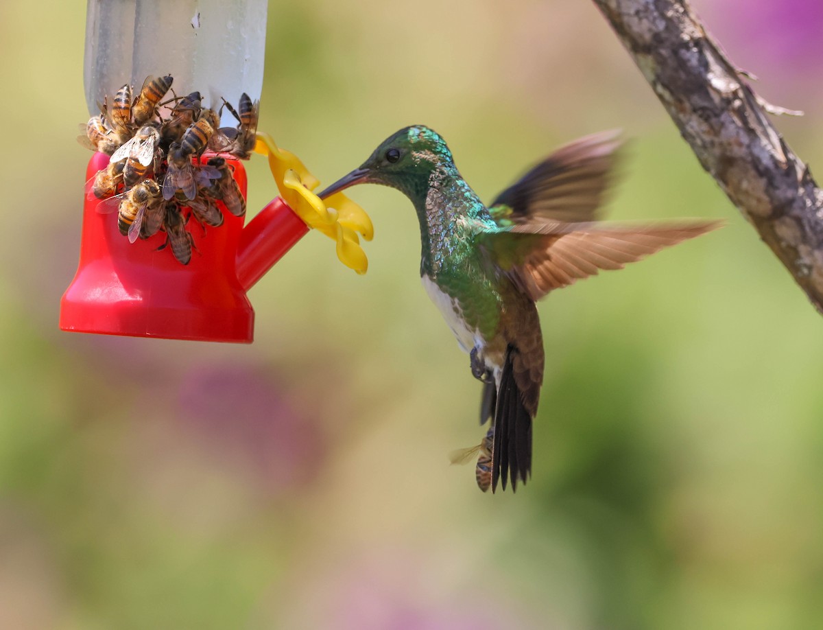 Snowy-bellied Hummingbird - ML643519883
