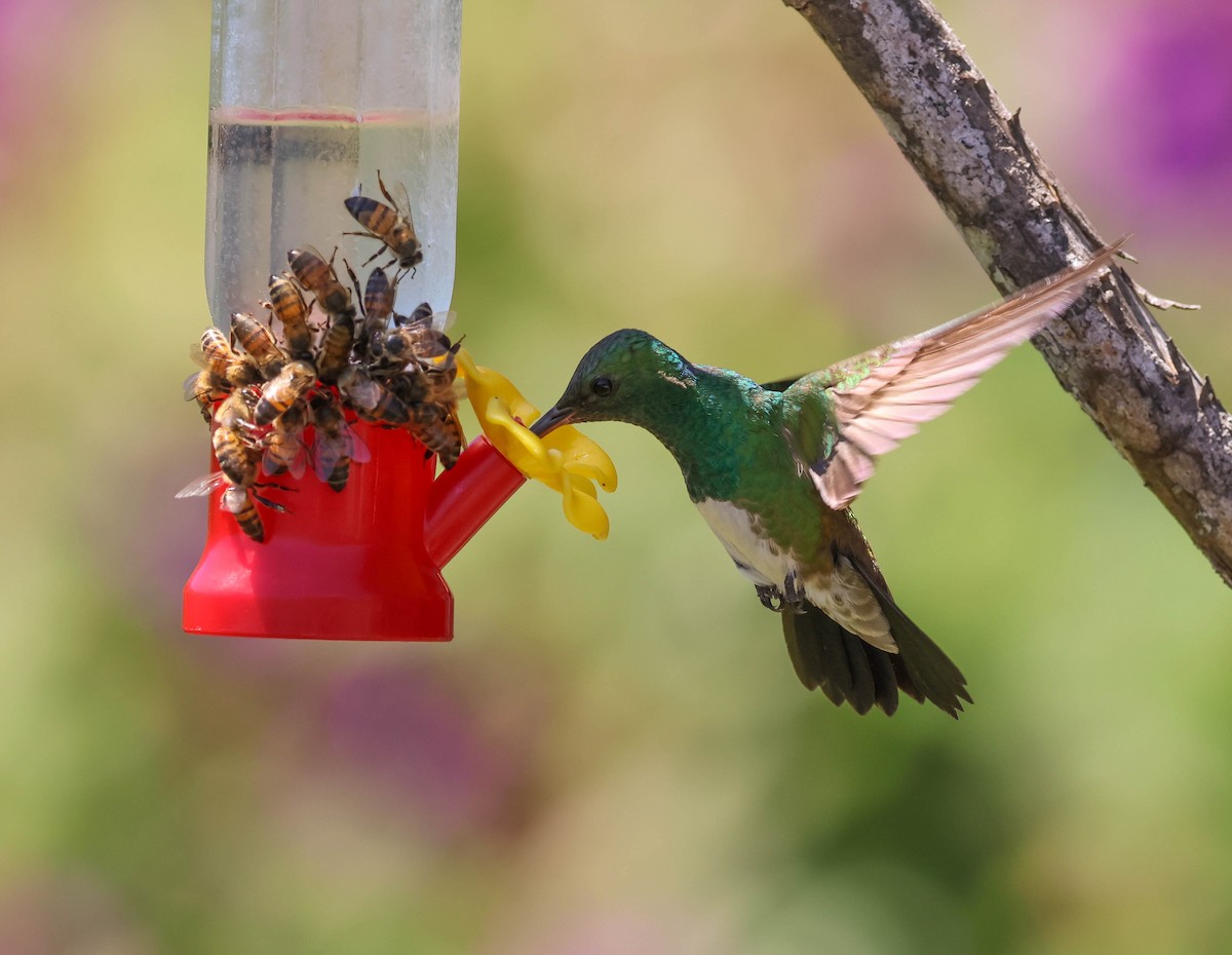 Snowy-bellied Hummingbird - ML643519884
