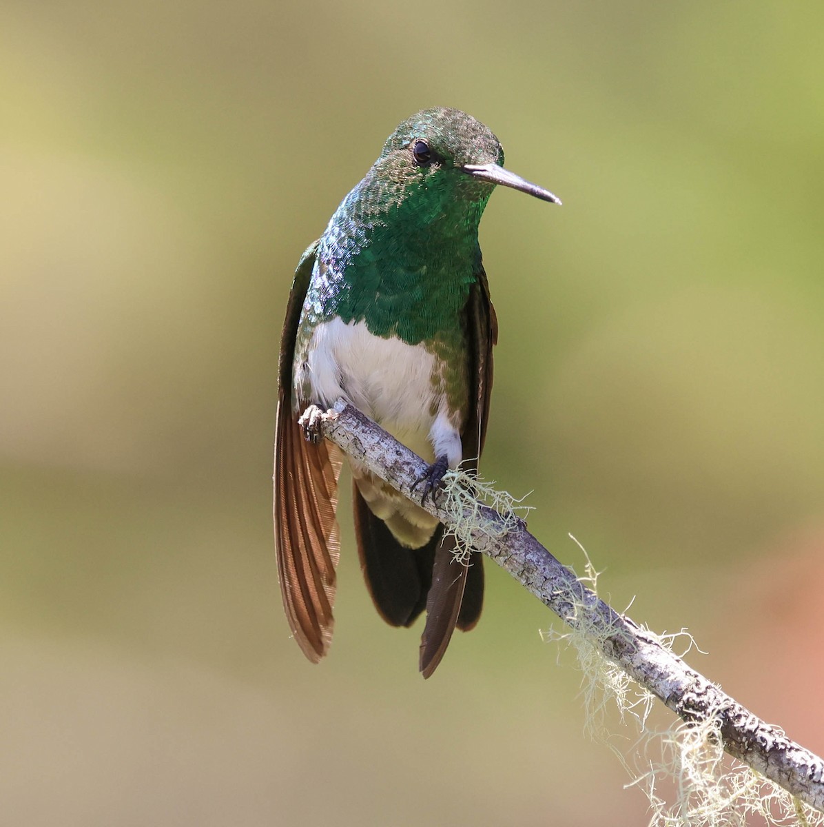 Snowy-bellied Hummingbird - ML643519885