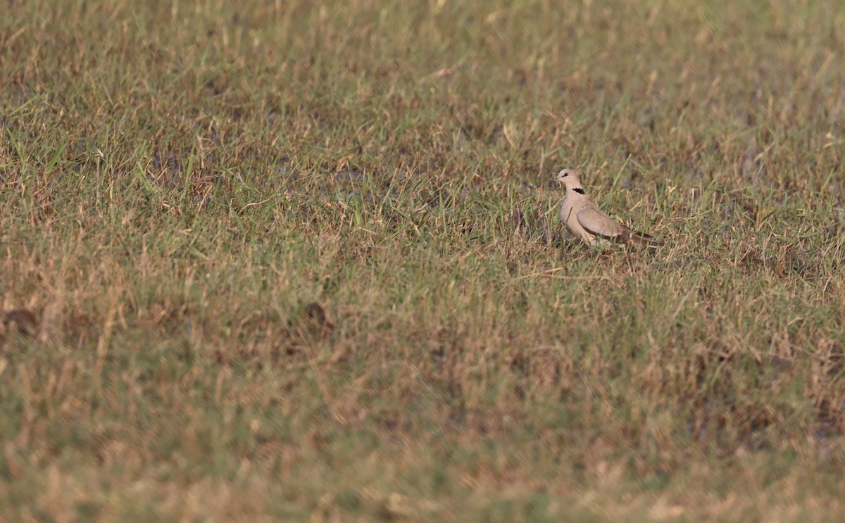 Ring-necked Dove - ML643519887
