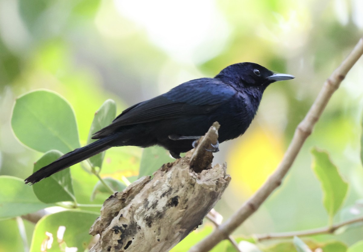 Shining Flycatcher - ML643519889