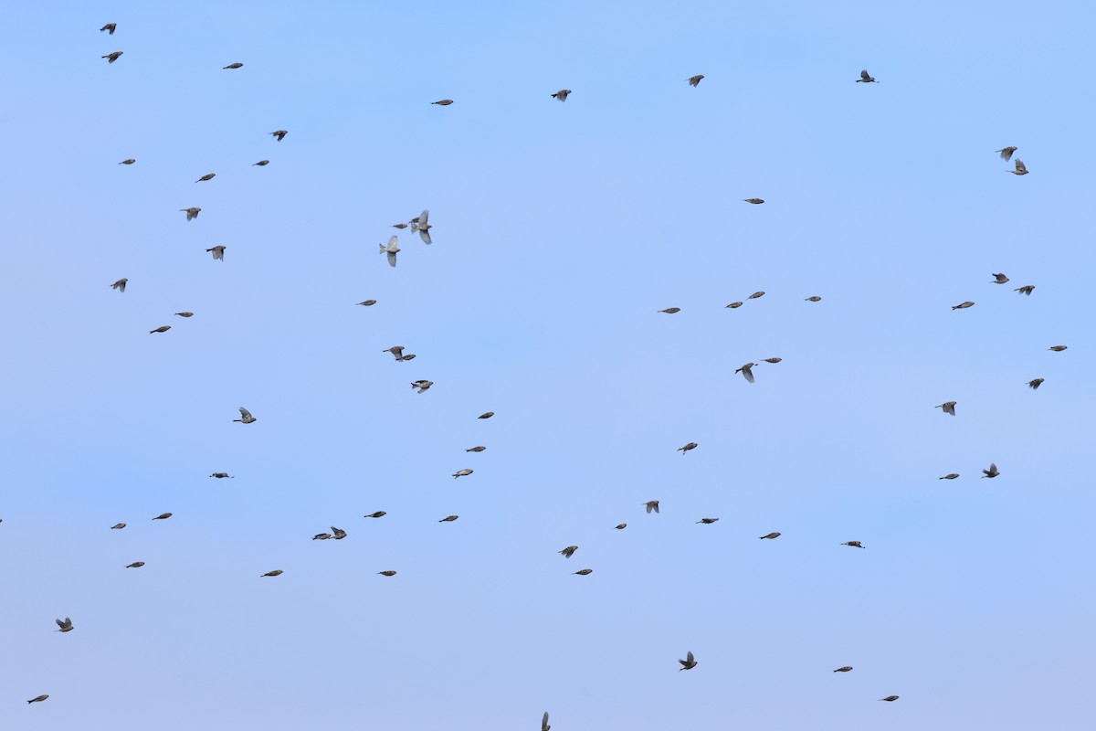 Redpoll - ML643519890