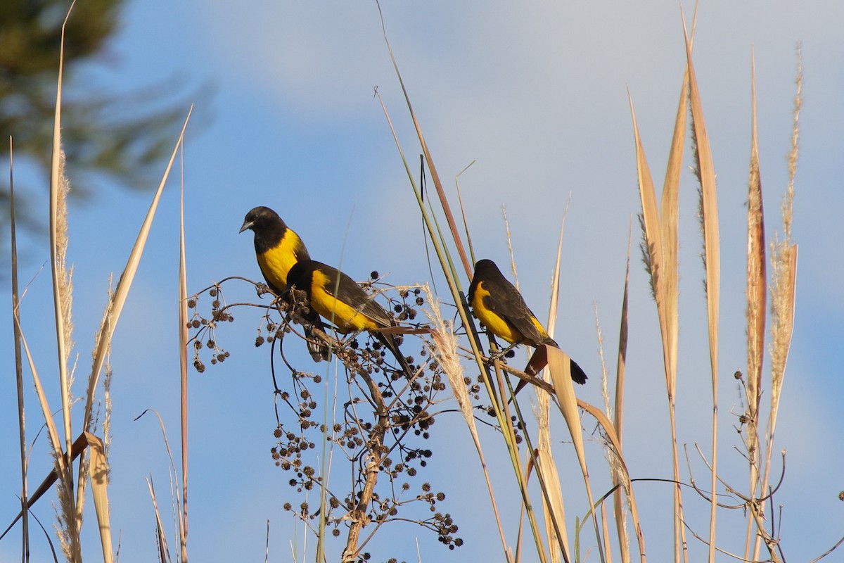 Yellow-rumped Marshbird - ML643519891