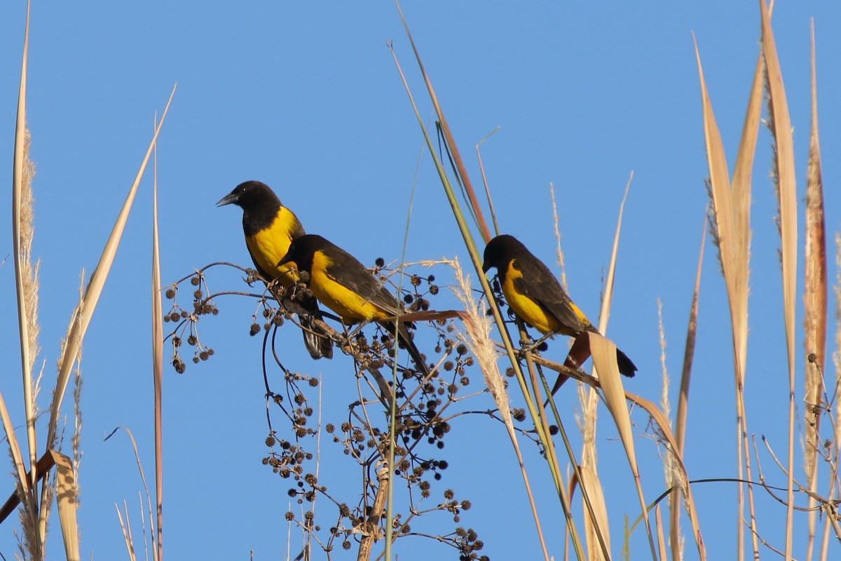 Yellow-rumped Marshbird - ML643519892