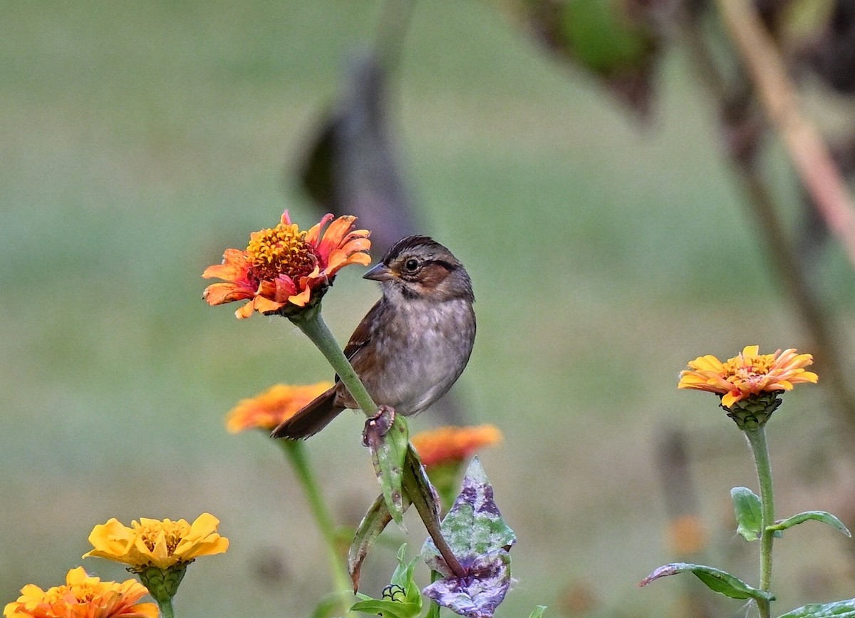 Swamp Sparrow - ML643519895