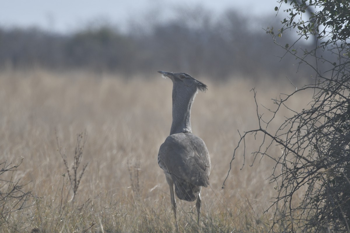 Kori Bustard - ML643519896