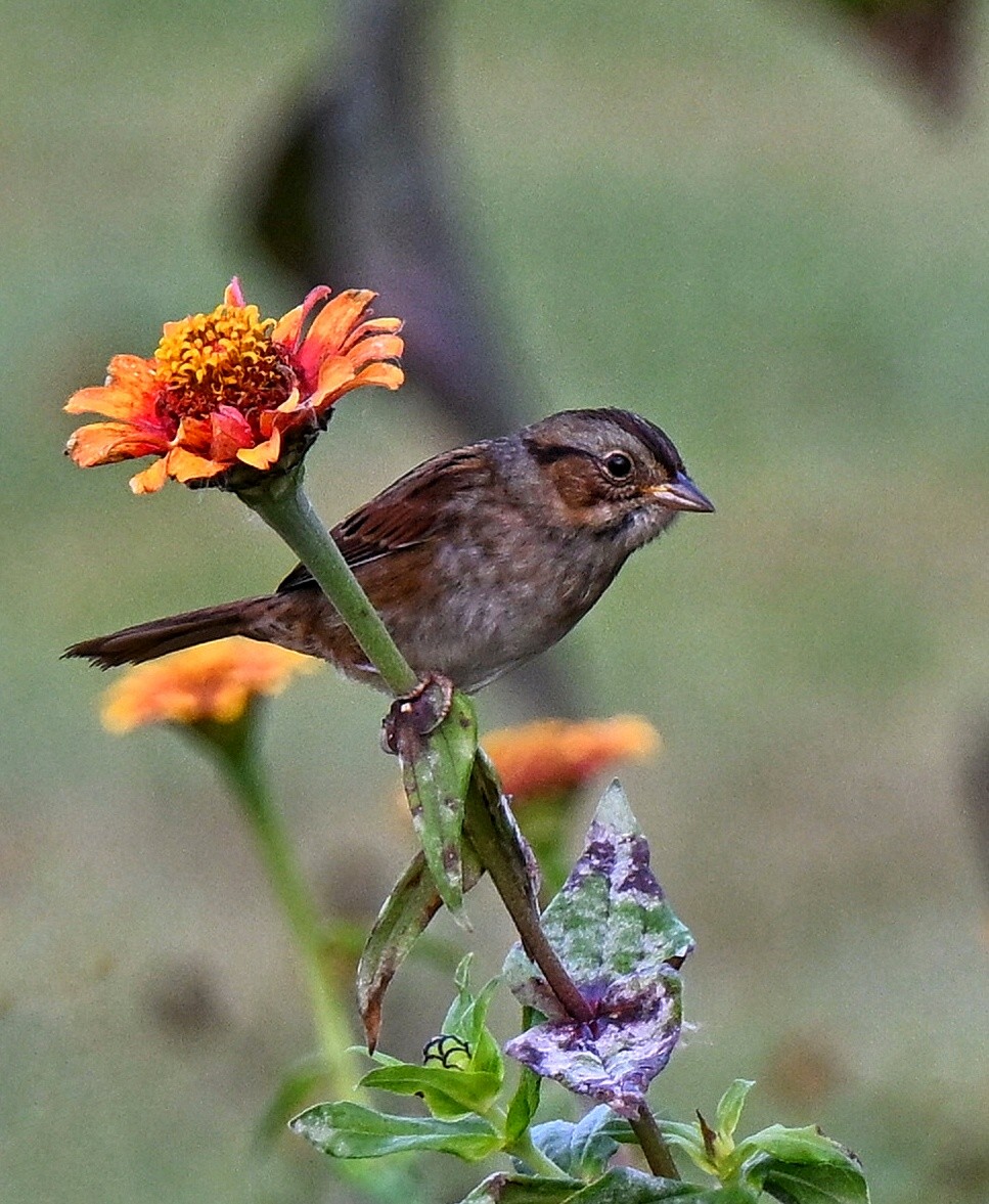 Swamp Sparrow - ML643519905
