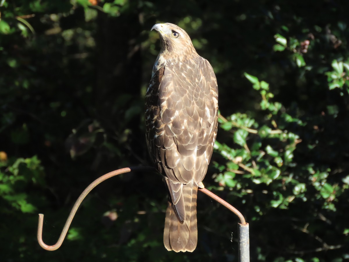 Red-shouldered Hawk - ML643519906