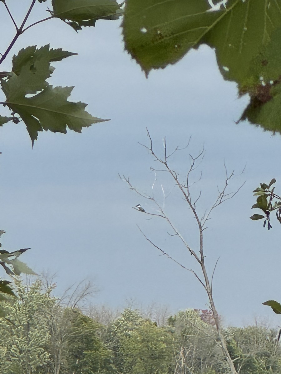 Belted Kingfisher - ML643519909