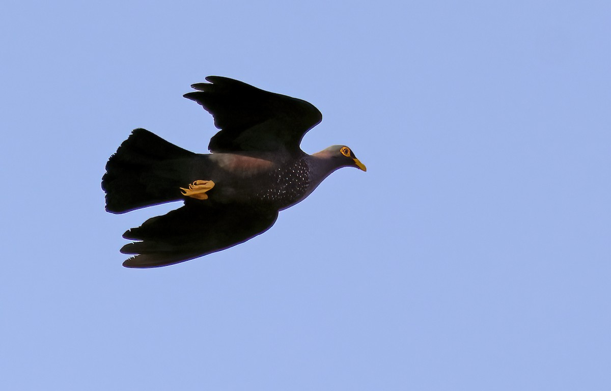 Rameron Pigeon - ML643519911