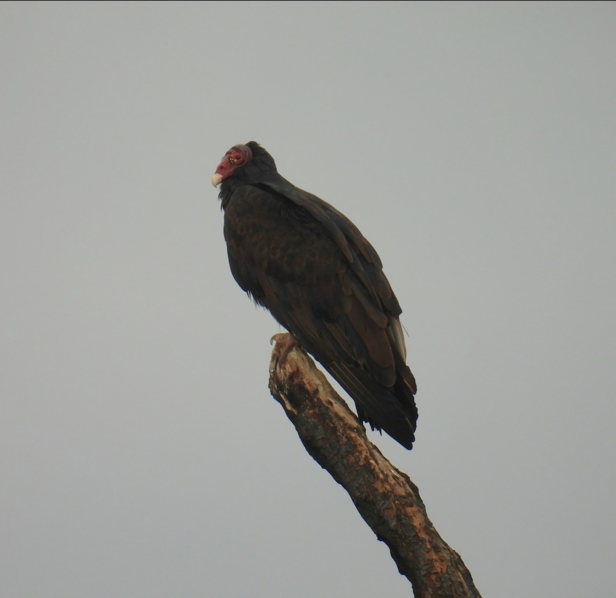 Urubu à tête rouge - ML643519912