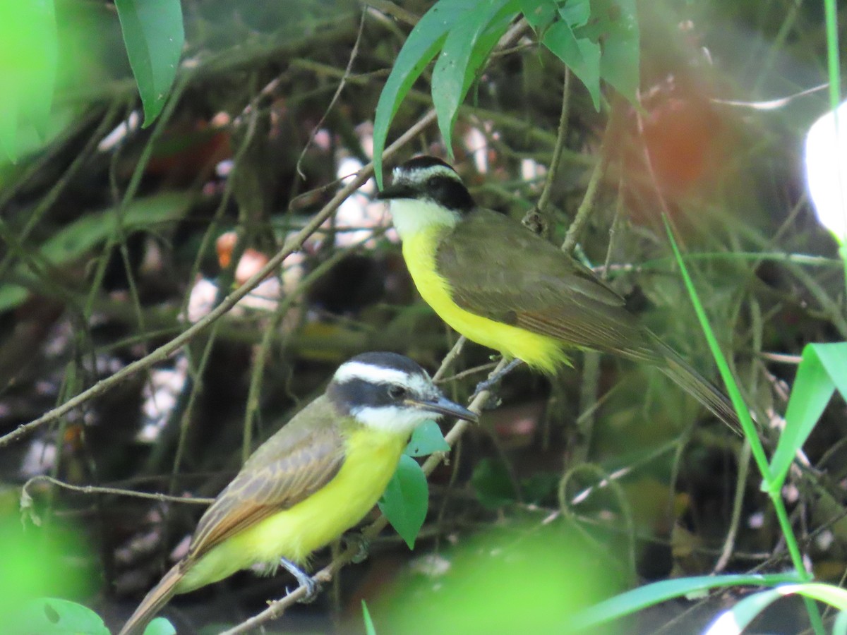 Lesser Kiskadee - ML643519917