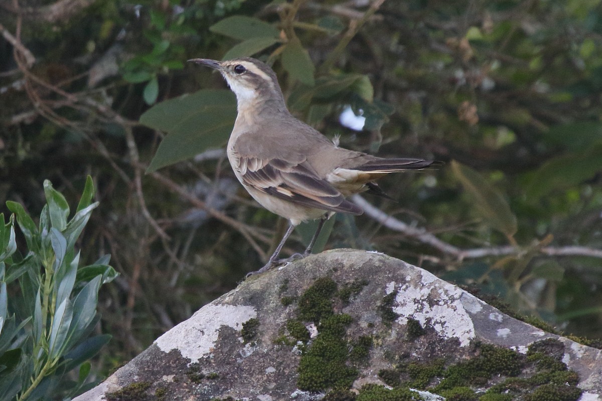 Long-tailed Cinclodes (Long-tailed) - ML643519918