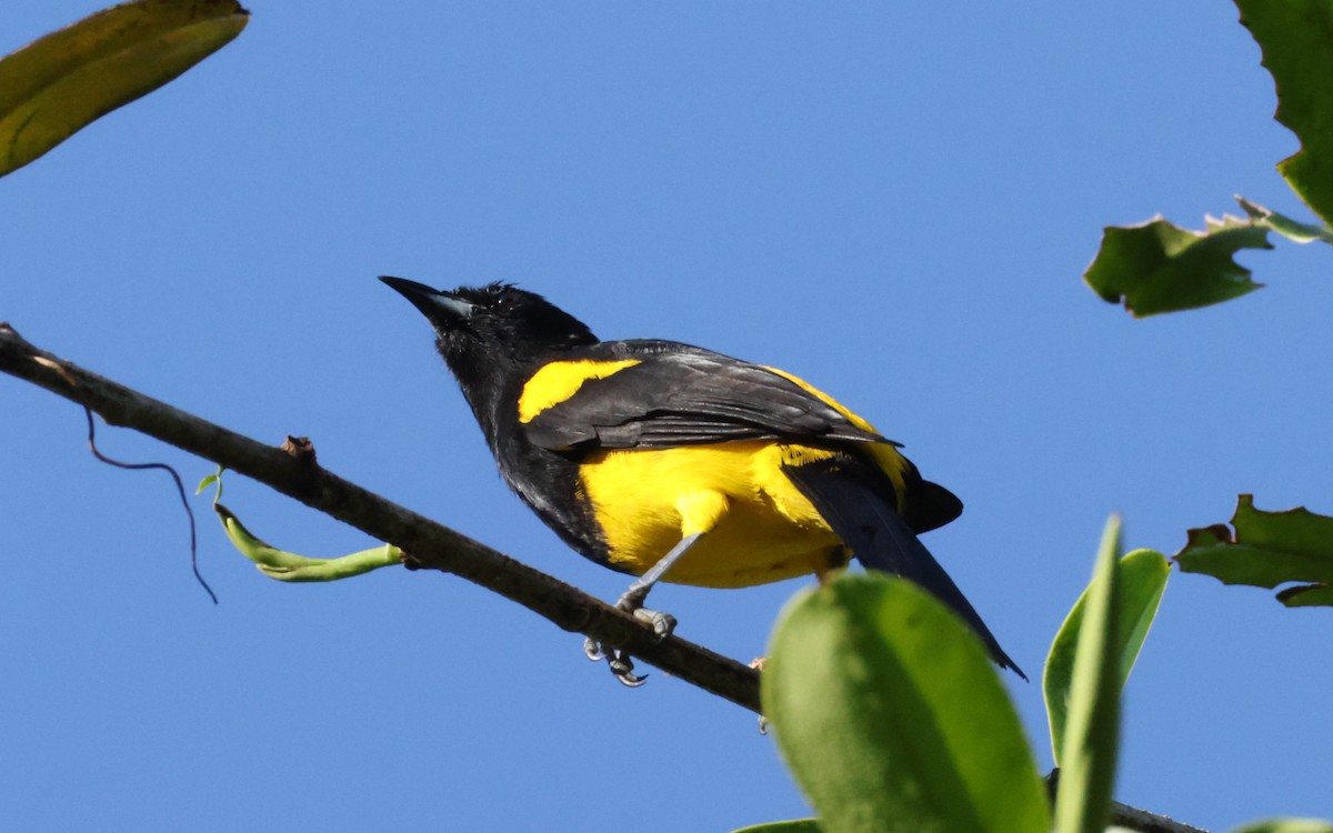 Black-cowled Oriole - ML643519919