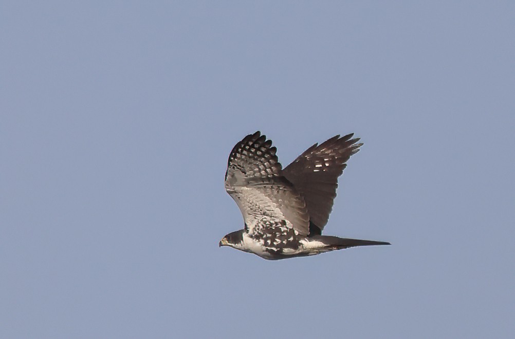 Black Goshawk - ML643519930