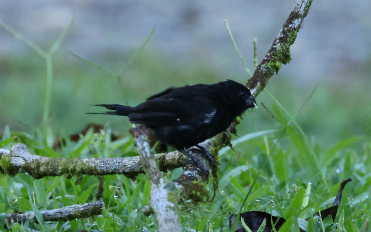 Variable Seedeater - ML643519932