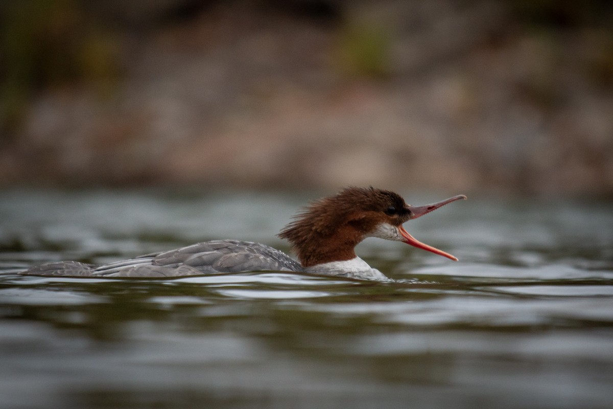 Common Merganser - ML643519933