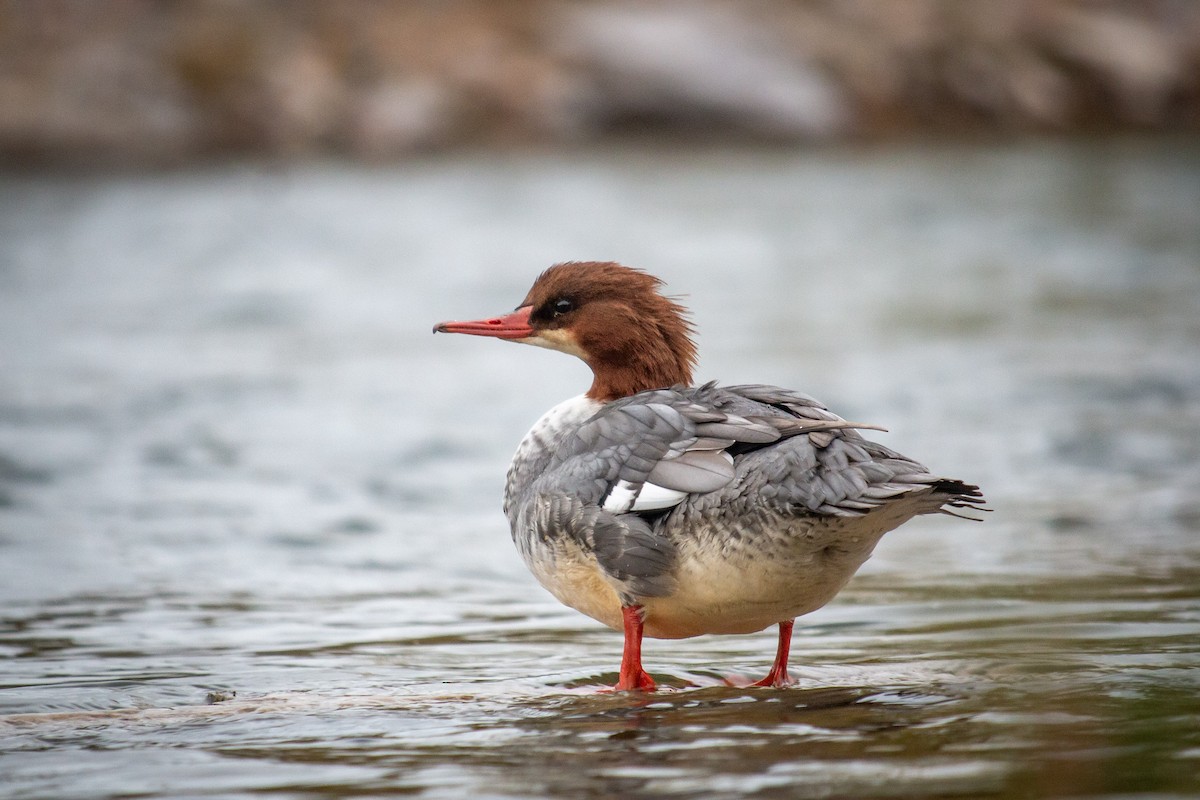 Common Merganser - ML643519934