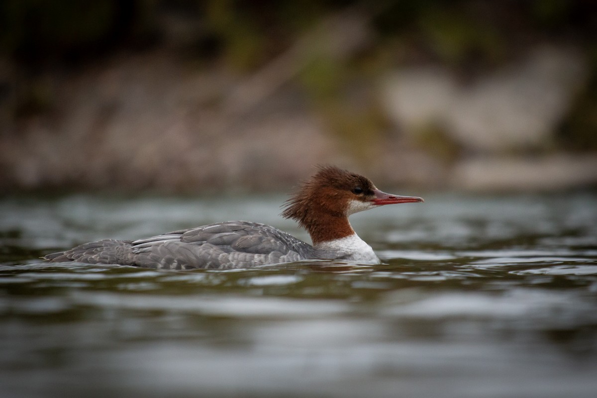 Common Merganser - ML643519935