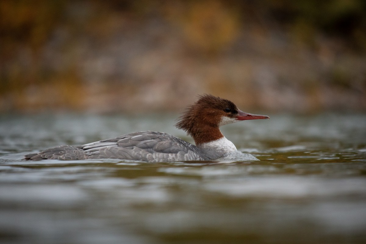 Common Merganser - ML643519936