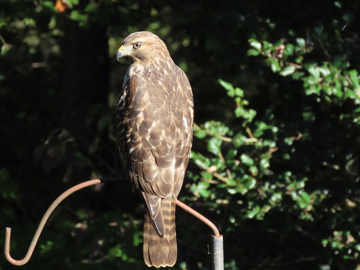 Red-shouldered Hawk - ML643519938