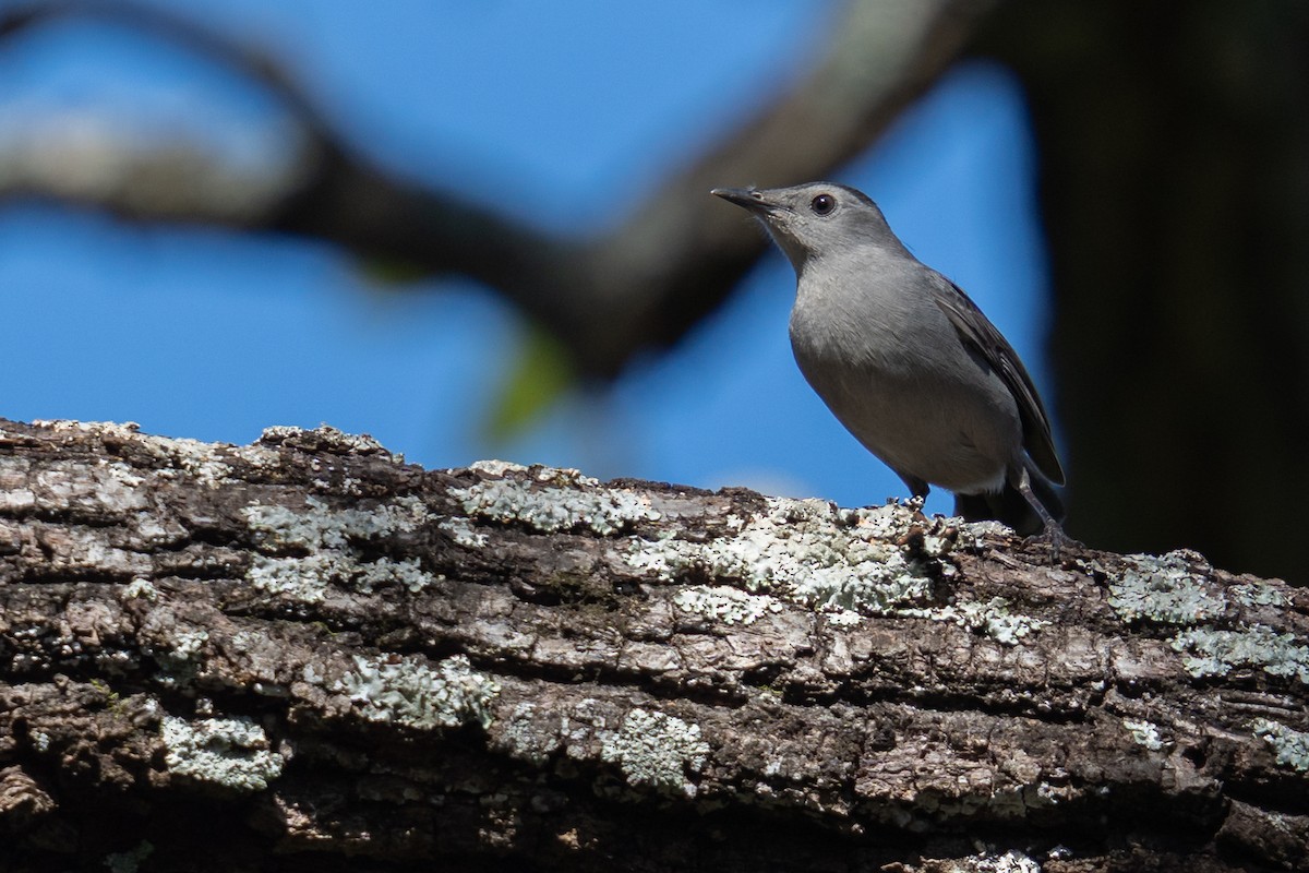 Gray Catbird - ML643519942