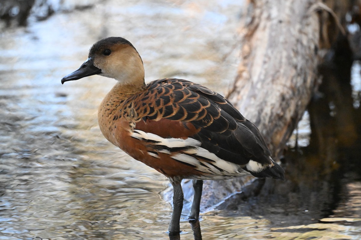 Wandering Whistling-Duck - ML643519945