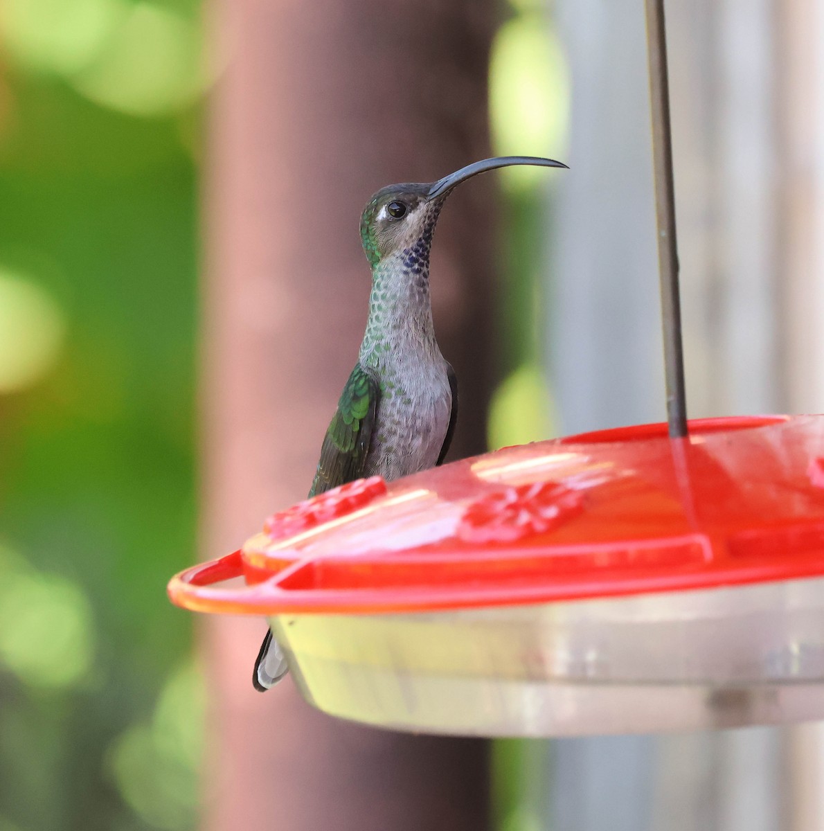 Colibrí Morado - ML643519951