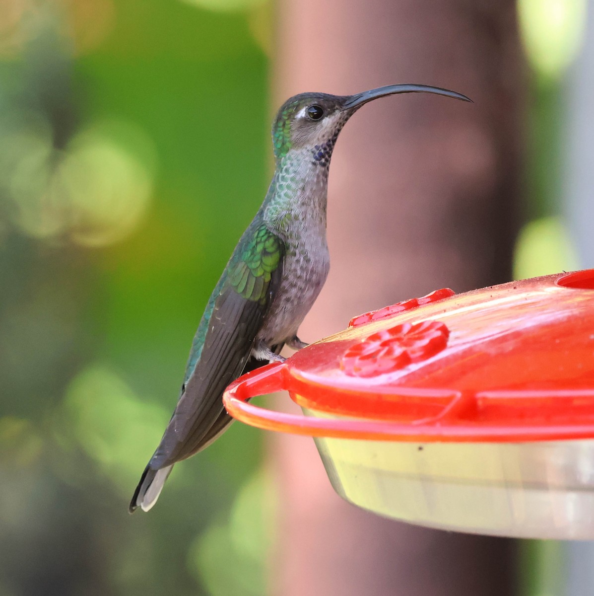 Colibrí Morado - ML643519952