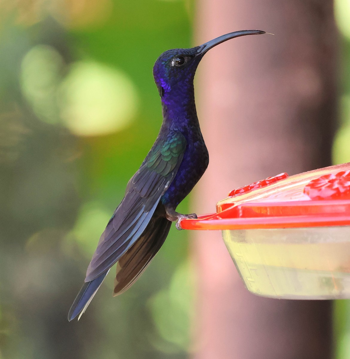 Colibrí Morado - ML643519953
