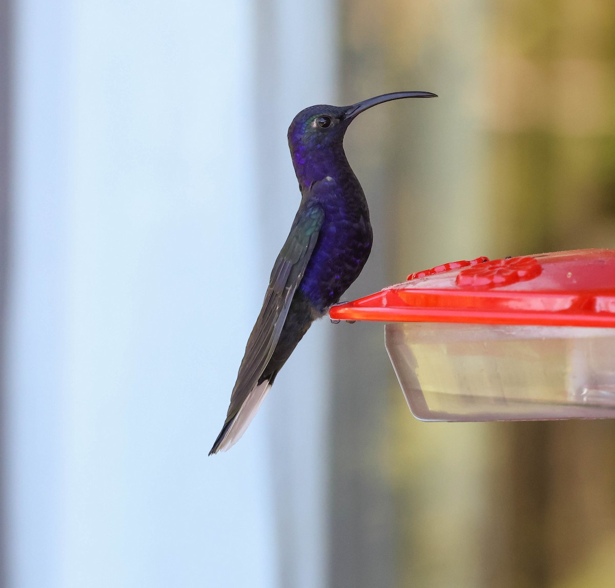 Colibrí Morado - ML643519954