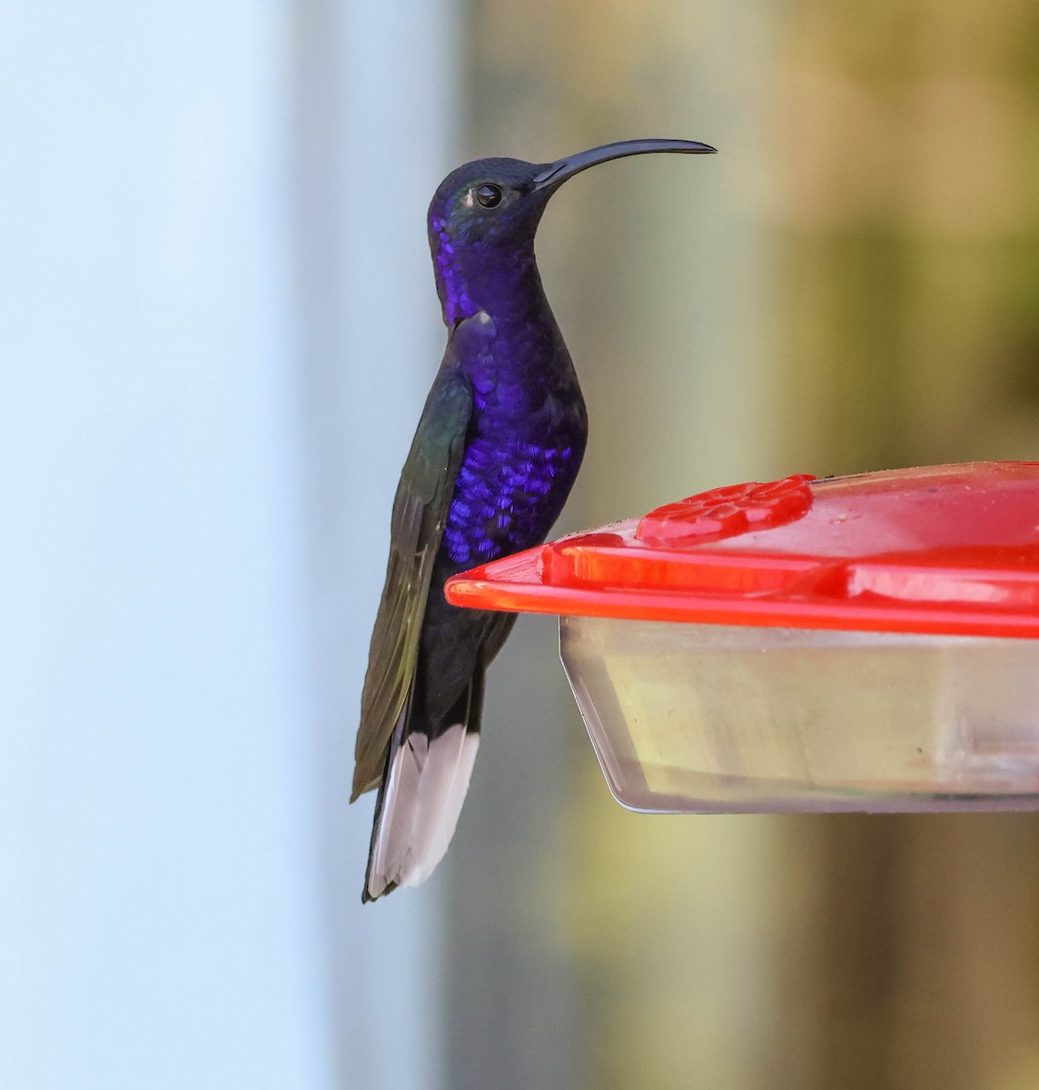 Colibrí Morado - ML643519955