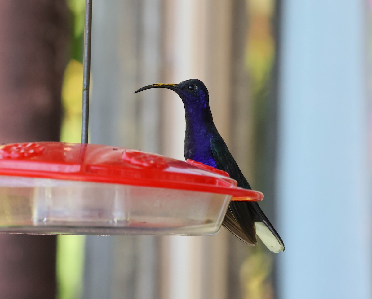 Colibrí Morado - ML643519957