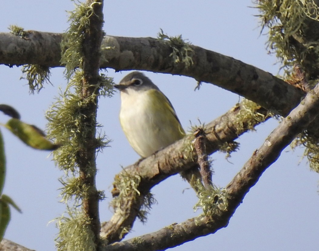 Blue-headed Vireo - ML643519959