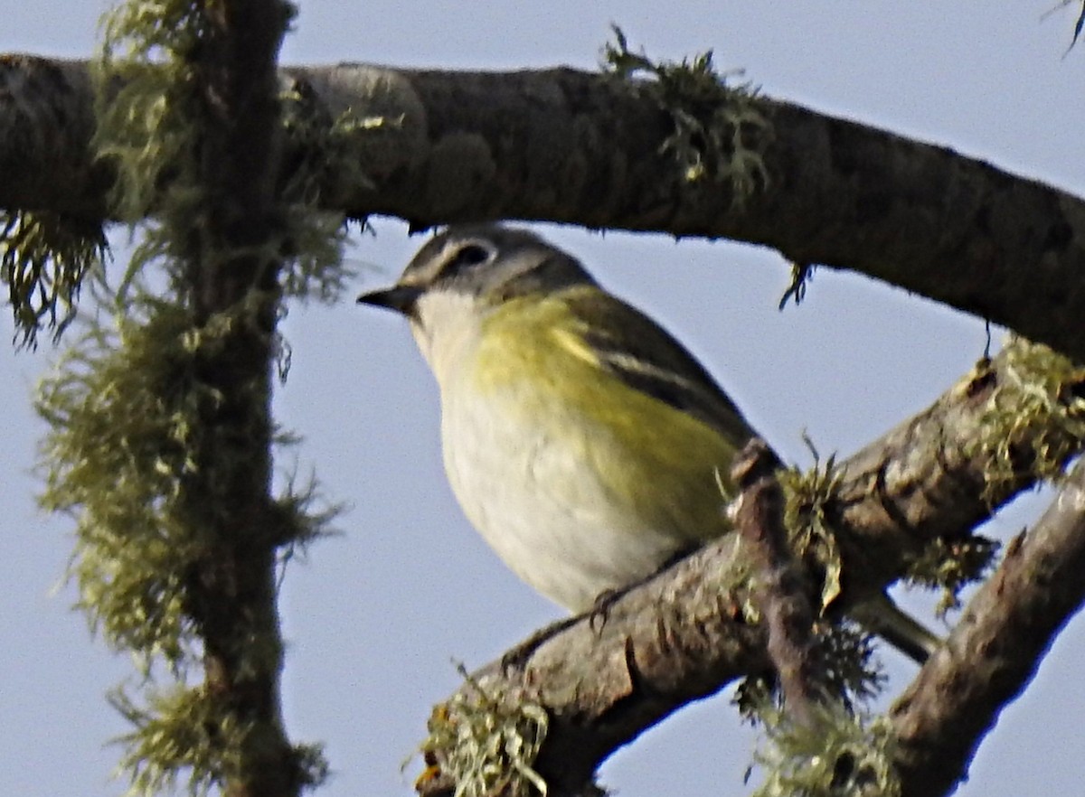 Blue-headed Vireo - ML643519960