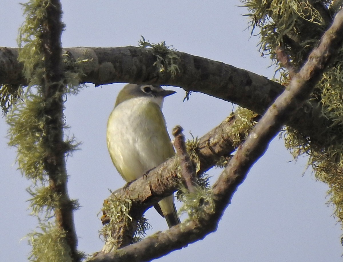 Blue-headed Vireo - ML643519961