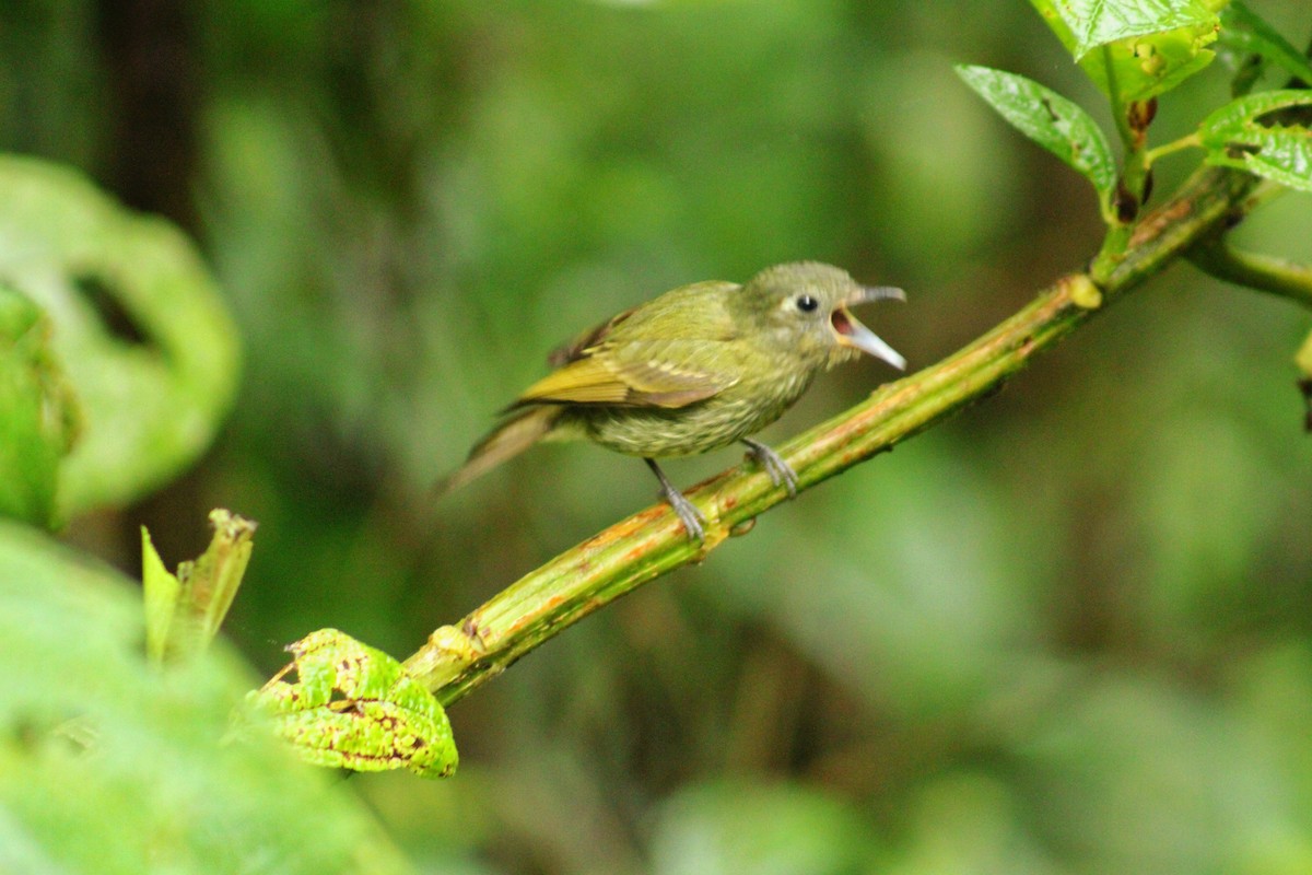 Olive-striped Flycatcher - ML643519963