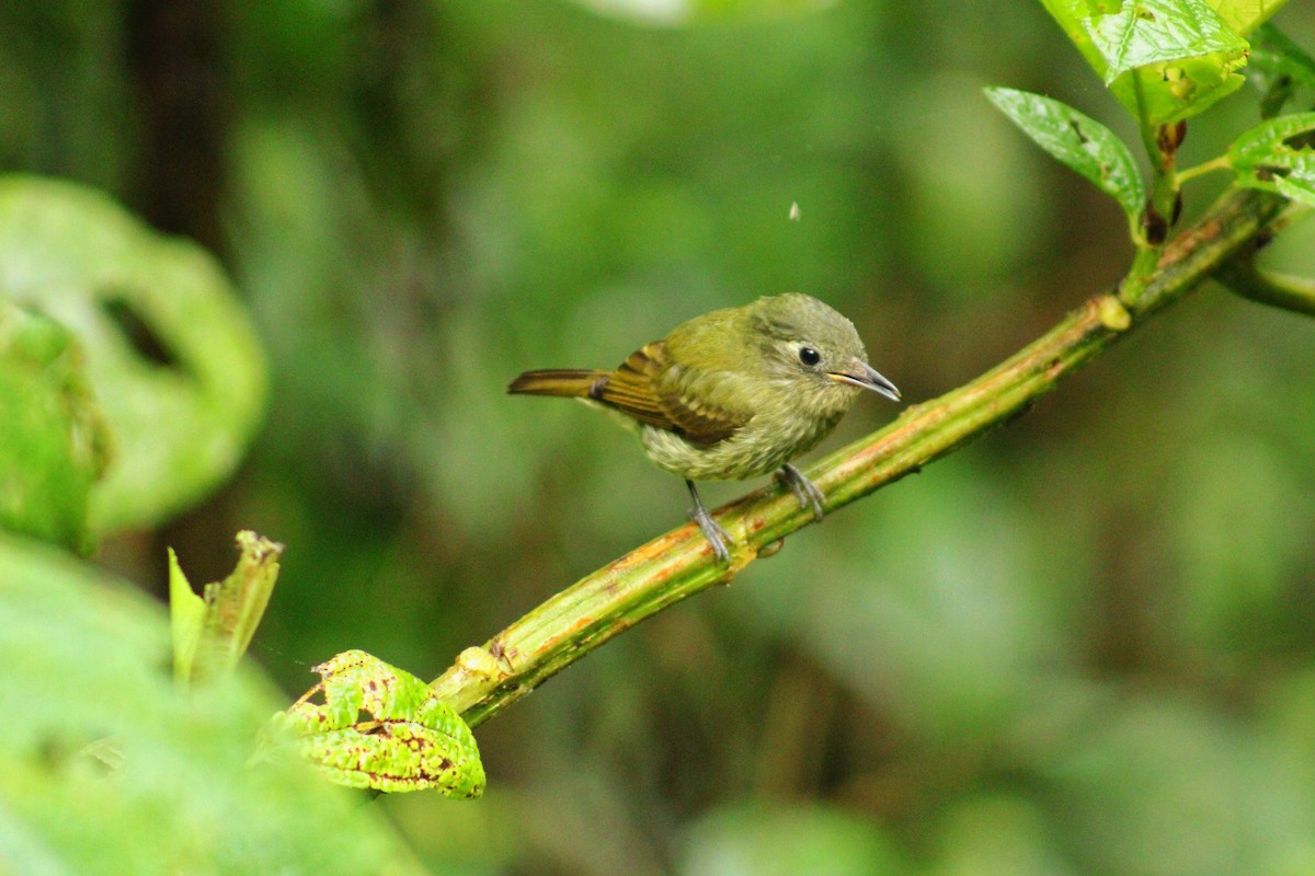 Olive-striped Flycatcher - ML643519964