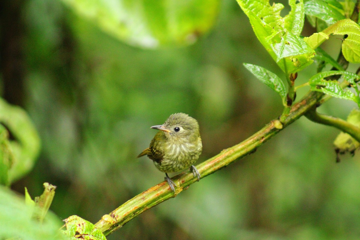 Olive-striped Flycatcher - ML643519965